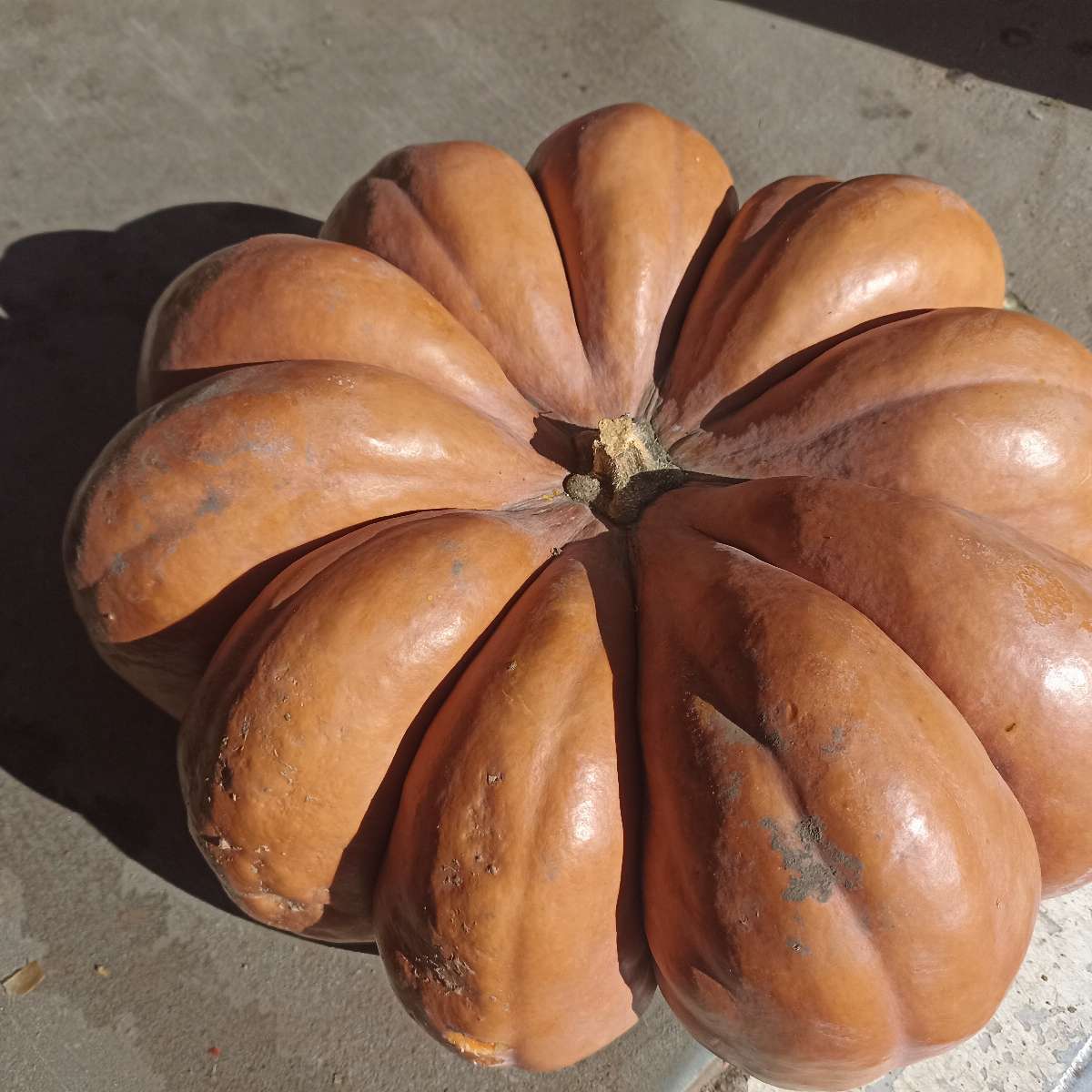 Courges variées